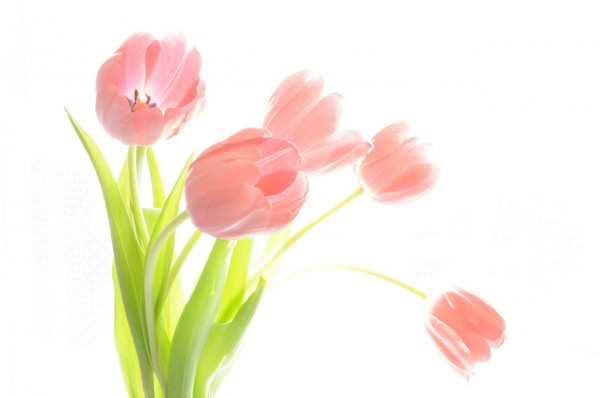 Tulipany